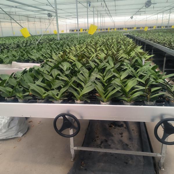 Table de culture hydroponique mobile pour l'agriculture Bancs roulants de serre pour les fleurs
