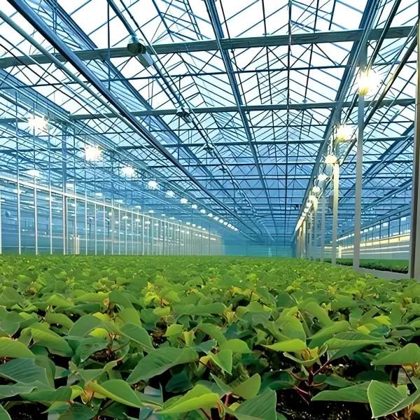 Agricultural Polycarbonate Greenhouse Venlo Dutch Greenhouse System for vegetables