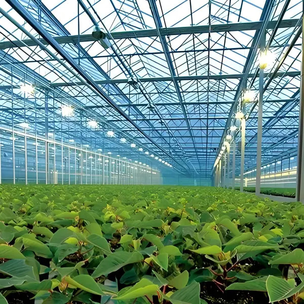 Uso agrícola Invernadero de diseño fuerte Invernadero de tipo Venlo holandés