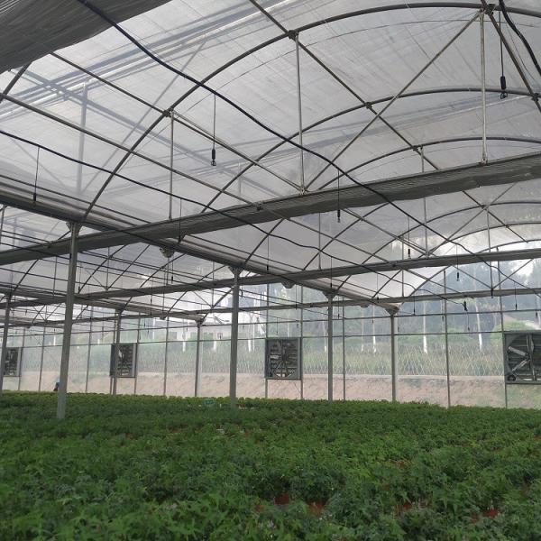 Large Area Multi Span Greenhouse / Plastic Film Greenhouse 8m Width