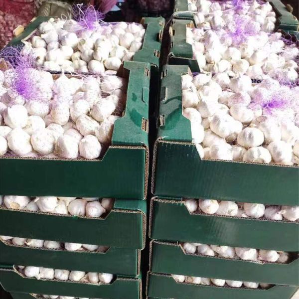 10kg Organic White Mesh Bag Fresh Pure Garlic China Origin High-quality Bulk