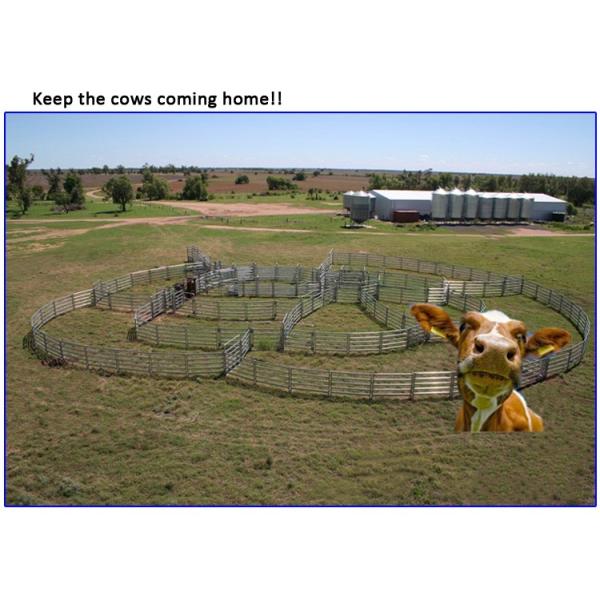 Livestock panels / Cattle panels 1.6m x 2.1m hot dipped galvanized aus standard