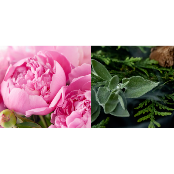 Fragrances For Body Wash Jenny's Fragrance Oil For Shampoo and Shower Gel & Scented Soap Making- IFRA