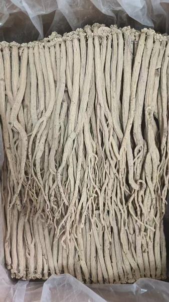Dang Shen Codonopsis Pilosula Root Chinese Herbal Medicines