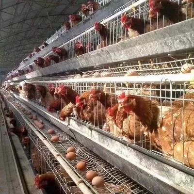 Automatic A Type Layer Cage Hot Dip Galvanized Structure 3Tier 4 Tier for Poultry Farming