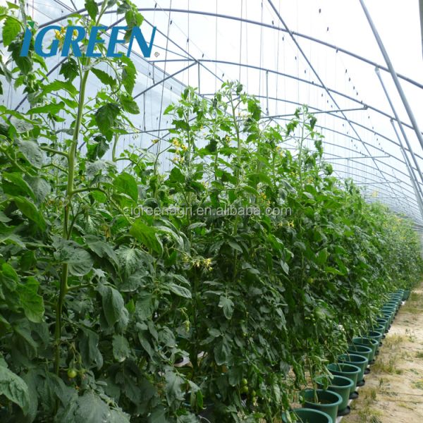 IGreen Multi-Span Agricultural Greenhouse with PE Film Cover Single Layer Customizable Size