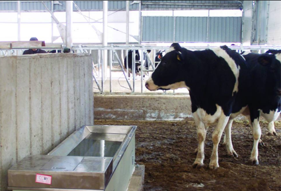 Животный выпивая ринв SS304