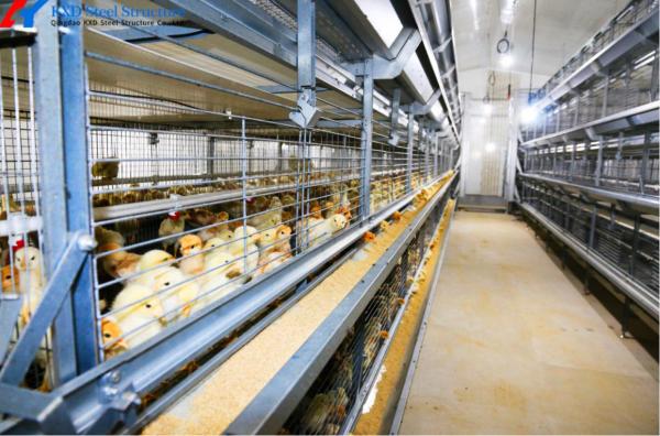 10 Tiers Fully Automated Broiler Cage Equipment Broiler Chicken Cage System For Philippines Poultry Farming