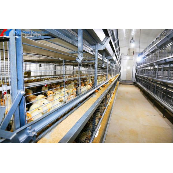 H Type 4 Tier Chicken Cage Automatic Poultry Battery Cages Poultry Equipment