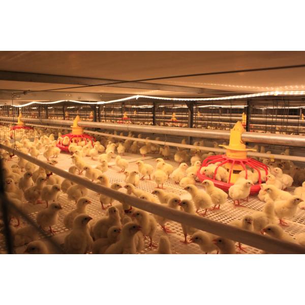 Cuadro de acero galvanizado, tornillos de casita de pollo, conexión, estructura de acero, corral de aves de corral