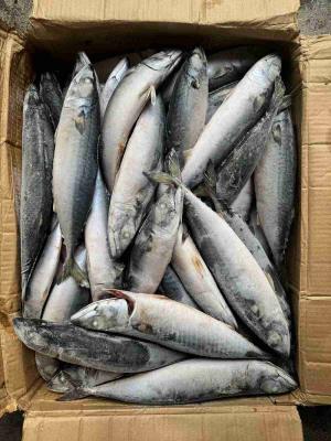 BQF Pacific Mackerel 200 300g For Market And Canned Food