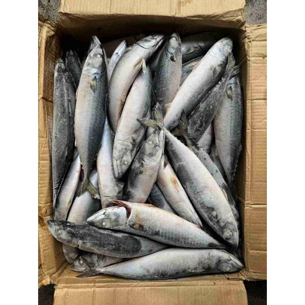 BQF Pacific Mackerel 200 300g For Market And Canned Food