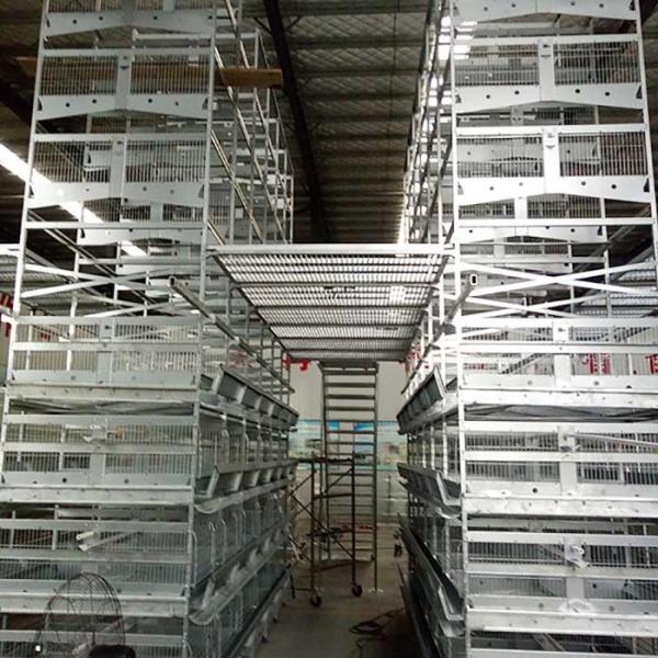 0 - 20kw Layer Chicken Cage 380V Voltage With Temperature Control System