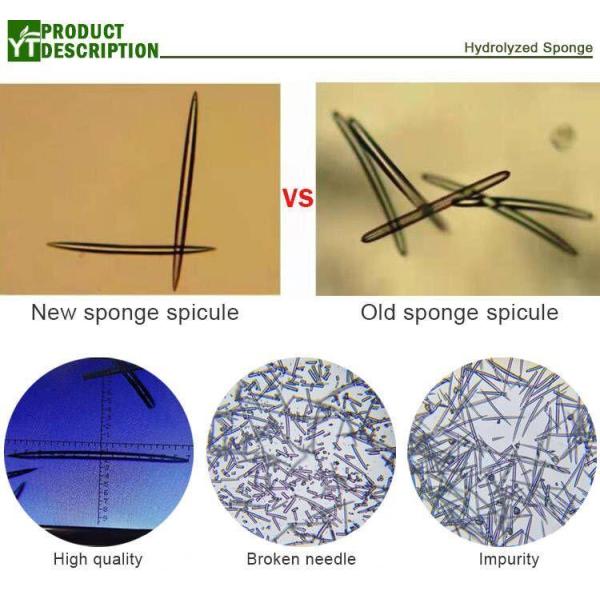 Spongilla lacustris extrait poudre éponge hydrolysée spicules matière cosmétique 70%