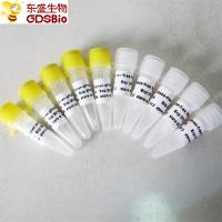 SYBR Green qPCR Mix low ROX+ for Roche ABI DNA real time PCR 5ml