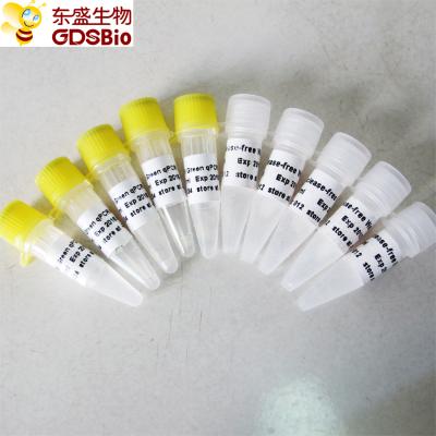 SYBR Green qPCR Mix low ROX+ for Roche ABI DNA real time PCR 5ml