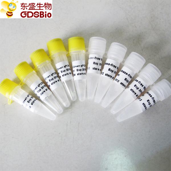 SYBR Green qPCR Mix for Roche Biorad DNA real time PCR 5ml