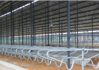 Vaca personalizada bens do fundamento que ordenha a tenda com tipo dobro da fileira