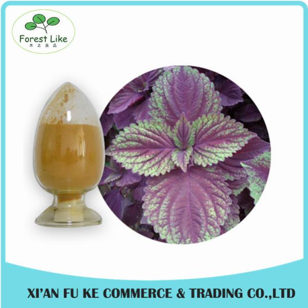 Food Grade Chinese Traditional Herbal Perilla Frutescens Leaf Extract