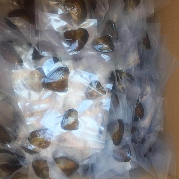 AAA grade,Vacumm packed Freshwater Cultured pearl Oysters with White/Gold/Purple/black/pink,6-7mm,7-8mm
