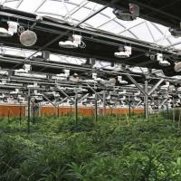 Serre automatique entièrement dépourvue de lumière champignon Polyhouse éteinte Serre pour herbes médicinales