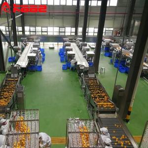 10t/H Dried Persimmon Production Line Persimmon Peeling Machine Heated Persimmon