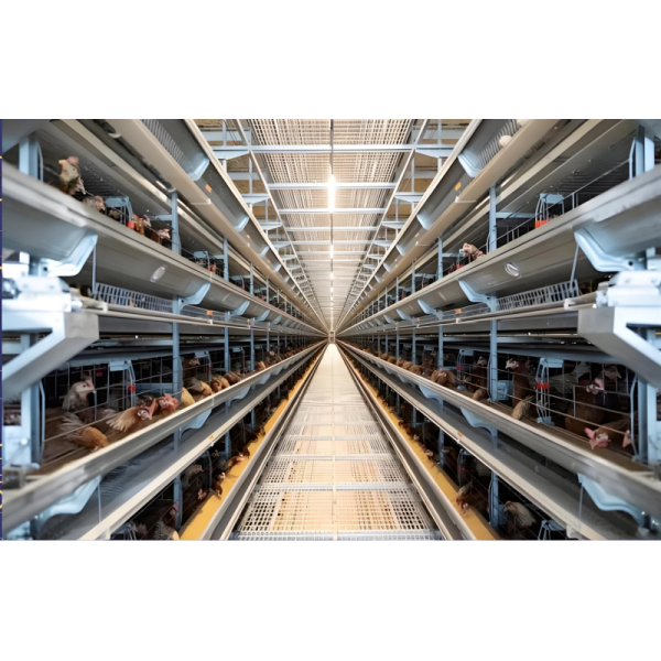 Corrosion Resistant Steel Structure Poultry House 8 - 30 Meters Steel Farm Buildings