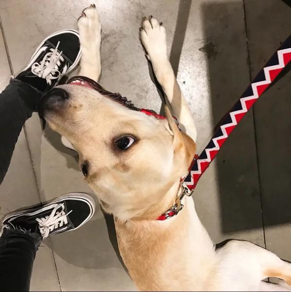 32 Foot 10m Anti Pull Dog Leash No Pull Dog Lead Head Halter Leash