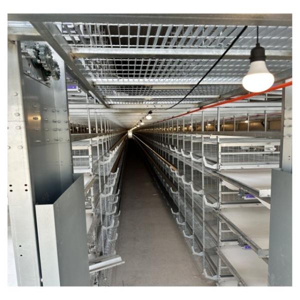 Aço galvanizado a quente Tipo H Equipamento de criação de aves de capoeira Camada de bateria Caixa automática de galinha com sistema de postura de ovos