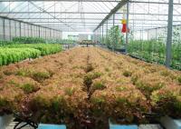 Économie d'eau Système hydroponique plat NFT Conception écologique pour les feuilles vertes