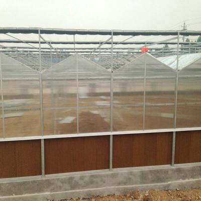 9.6m Span Venlo Pc Folha Estufa Estrutura de aço galvanizado Estufa utilizada para agricultura