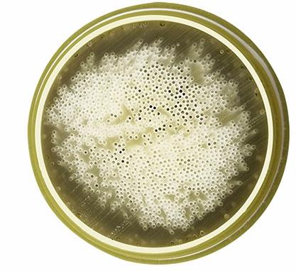 На открытом воздухе располагаясь лагерем соломы очистки воды водяного фильтра 0.05um соломы аварийные