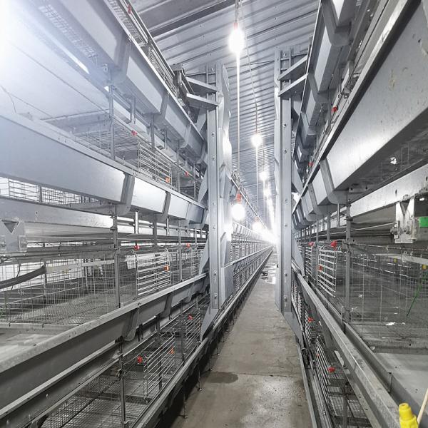HDG équipement de cage de poulet, 3 ou 4 couches de cage de batterie de volaille