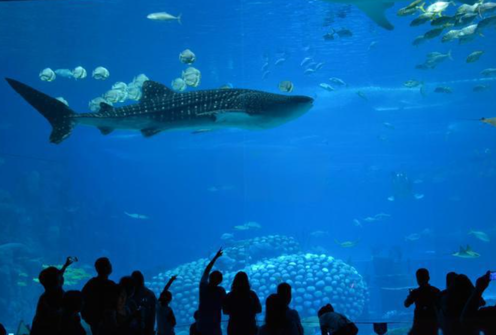 Aquarium Project Construction Large Fish tank Custom Manufacturers Aquarium Super Large Acrylic Fish tank Customized