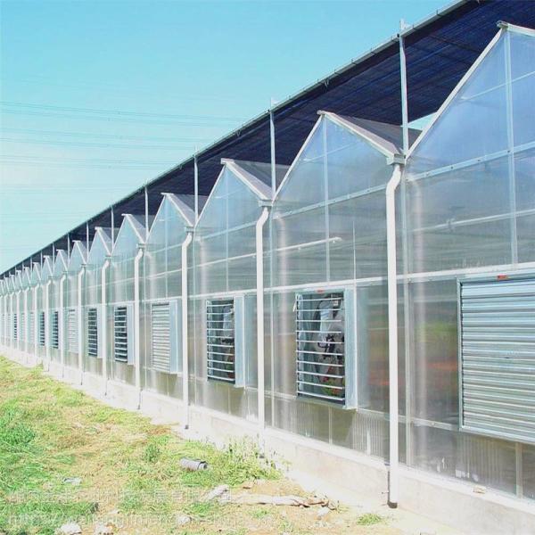 Tipo aparência de Venlo da estabilidade da estufa da estufa/Venlo do padrão elevado boa