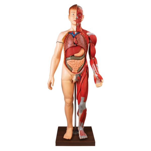 28 parts human body muscles Human Anatomy Model  hand painting color