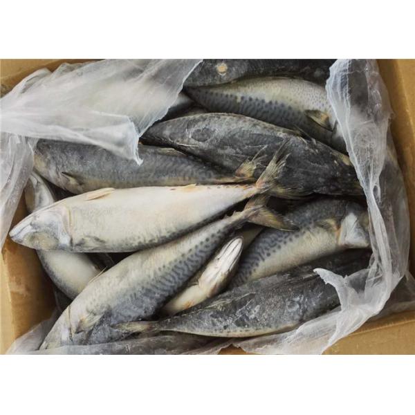 90g BQF замерзая скумбрия чистого веса 100% свежая замороженная