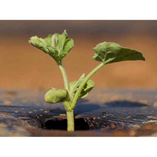 Зеленая толщина 12um металлизировала фильм PE держит почву теплый