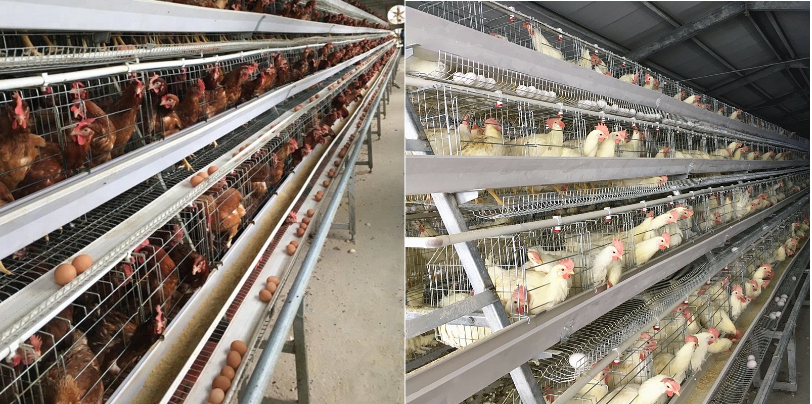 Цыпленок поднимая клетки слоя рамки, клетку птицефермы слоя 3-4tier SONCAO