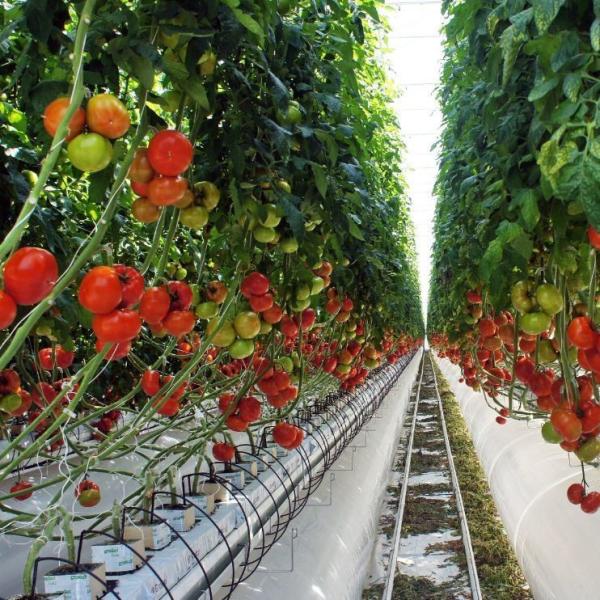1209.00cm * 235.00cm * 239.00cm Customizable Film Greenhouse for Vegetable Farming
