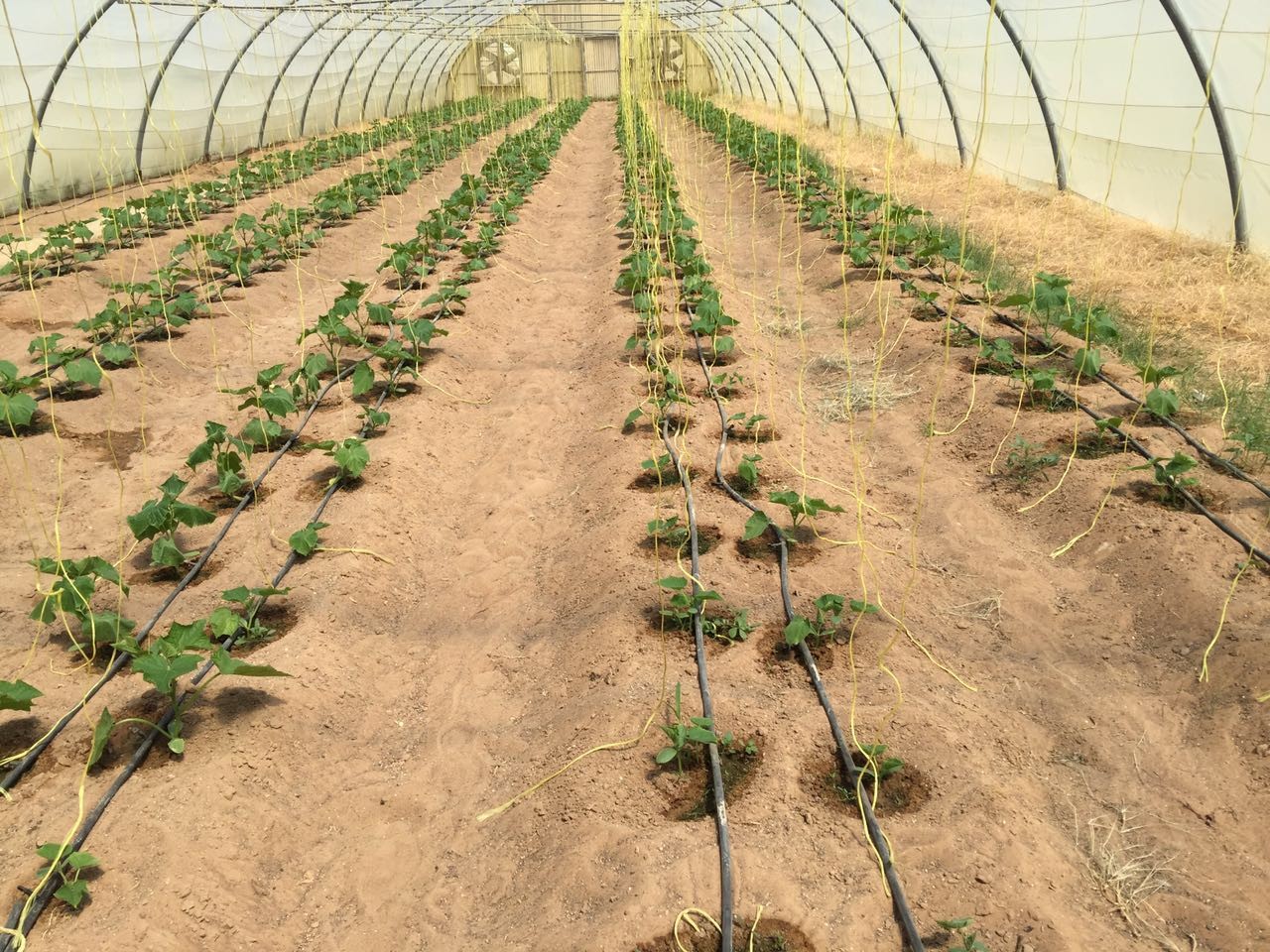 томат 3Pounds связывая перец Pp сада Agricultue шпагата скручивает черный цвет