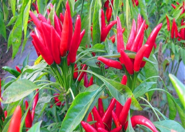 Тариф вкуса 1% перцев Chili 8000SHU мексиканський красный высушенный Guajillo едкий сломленный