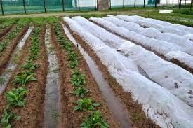 Controle de ervas daninhas tratado UV não tecido impermeável do rolo 4% da tela da agricultura