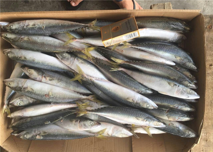 Все круглое Тихое океан 4Pcs 6Pcs в скумбрию Kg свежую замороженную для рынка