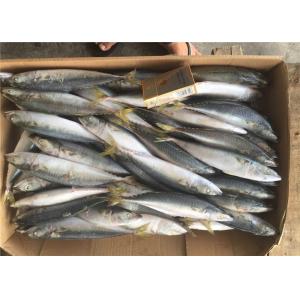 Whole Round Pacific 4Pcs 6Pcs Per Kg Fresh Frozen Mackerel For Market