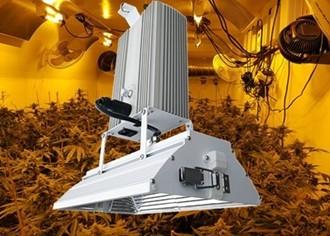 Greenhouse Production HID Grow Lights , High Light 1000 Watt Grow Light For Herbs