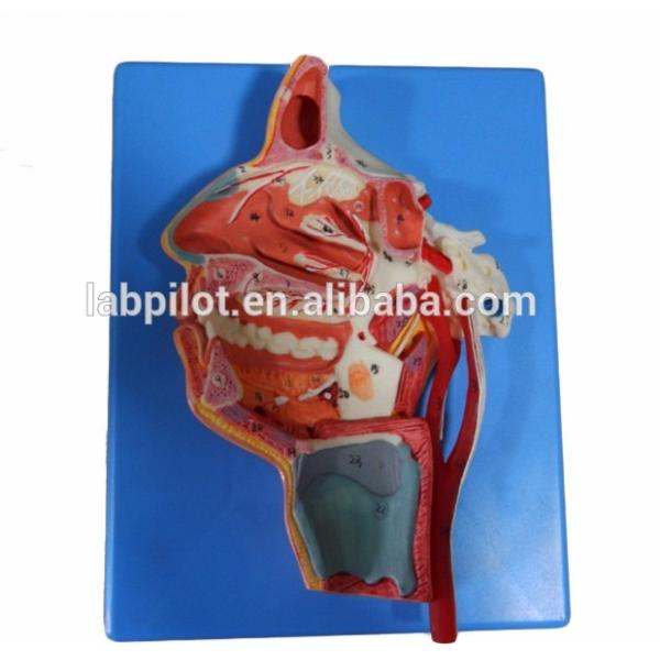 Human Life Size Head and Face Anatomy Model for Patients Care Demonstration