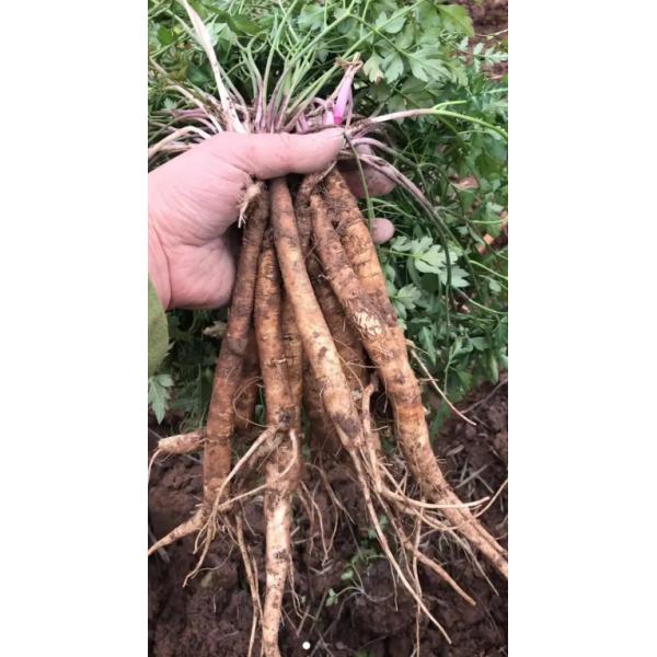 Cultiver naturellement Adenophora Racine Chine Herbes Adenophora Stricta Miq