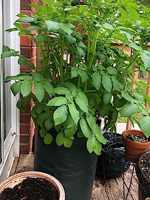 Potato Grow Bags, 4 Pack 10 Gallon With Flap And Handles Planter Pots For Onion, Fruits, Tomato, Carrot - Green