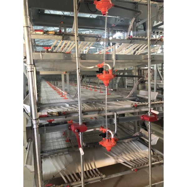 Automated Poultry Farming Equipment with 12,000 Eggs per Hour Collection and Hot-Dip Galvanized Steel Layer Chicken Cage System for Automatic Manure Cleaning
